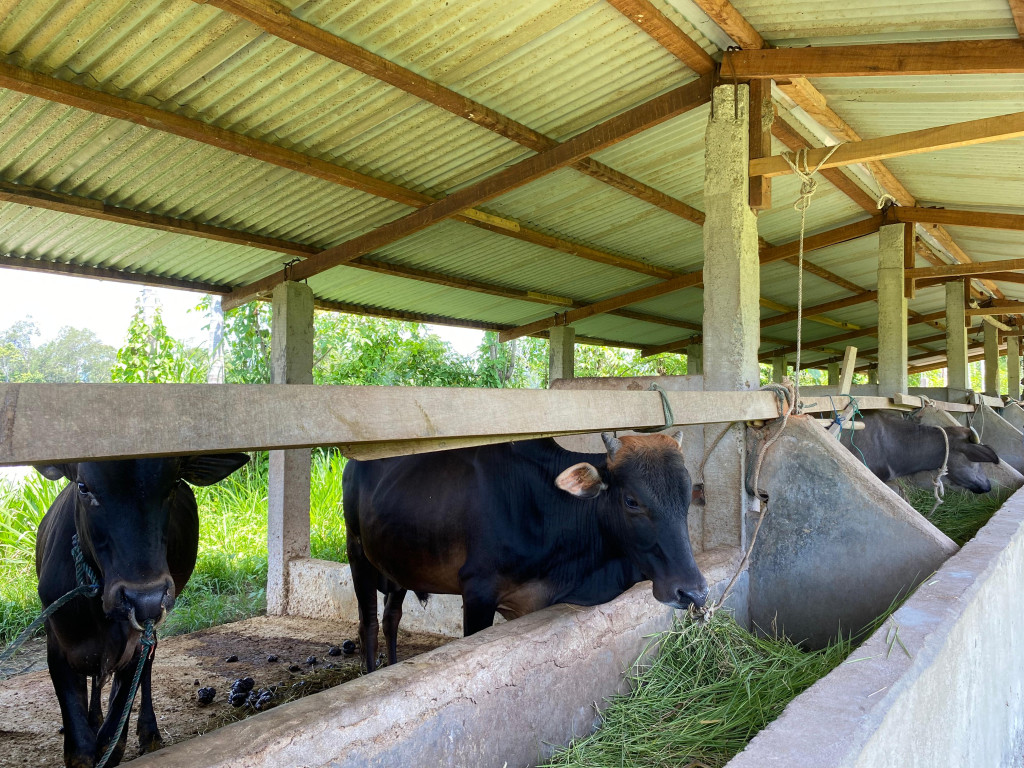 Peternakan adalah salah satu potensi dari desa Lam apeng terutama hewan ternak sapi dan kambing.